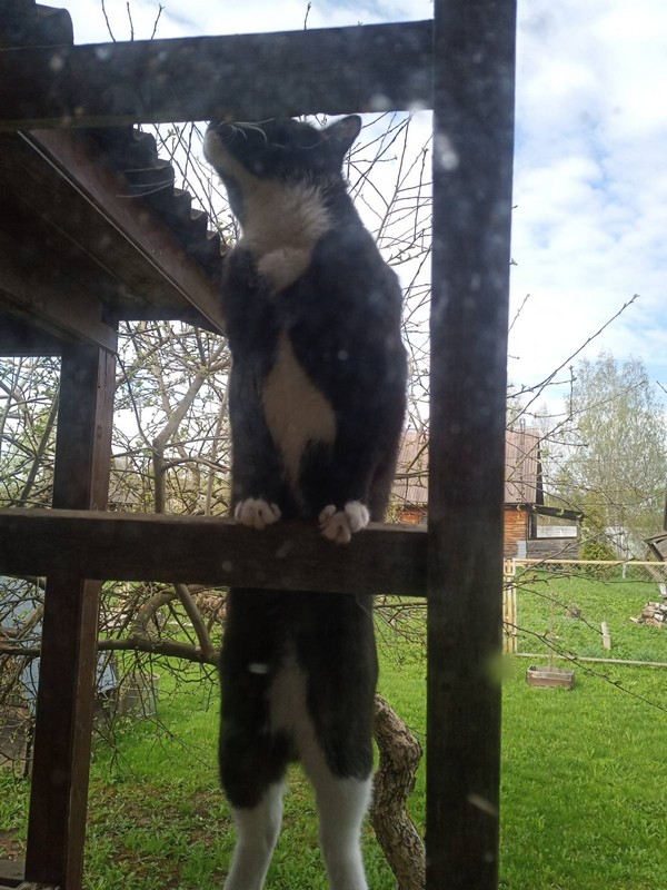 С котовторником!