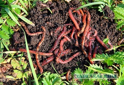 ВС запретил разводить на садовых участках сельскохозяйственных животных