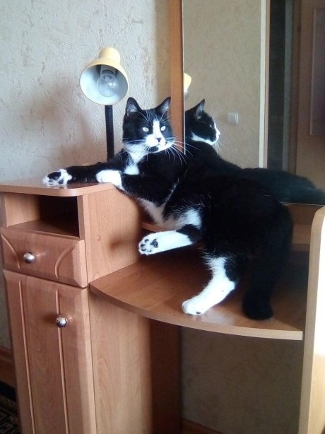 Котовторник так котовторник