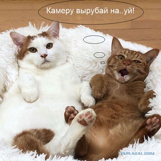 Инструкция. Как правильно заводить котов