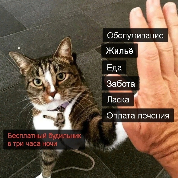 Картинки и мемы для настроения. Выходные близко...