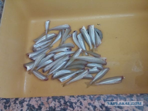 Рыбалка на Северо-Западе