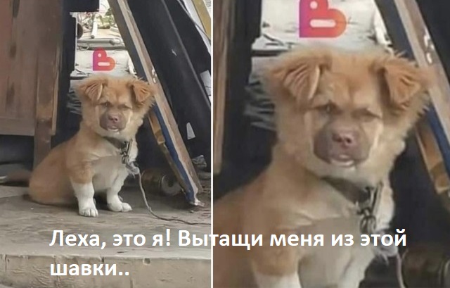 Так себе картинки 30.03.23