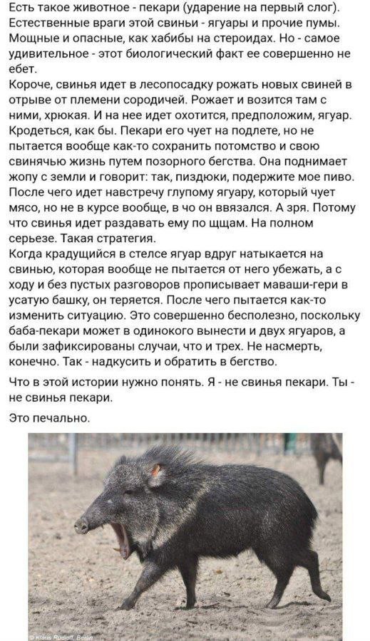 Народная меДИЧина 7034