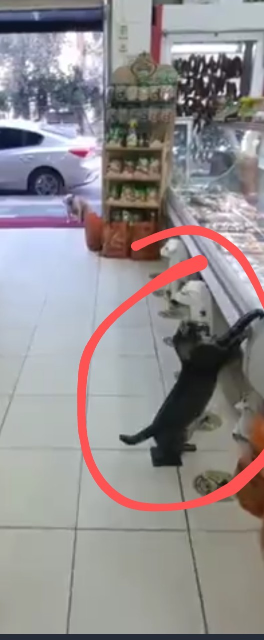 Собачье счастье