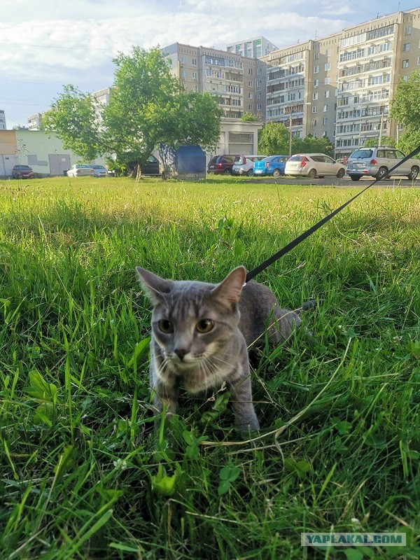 Котовторник!
