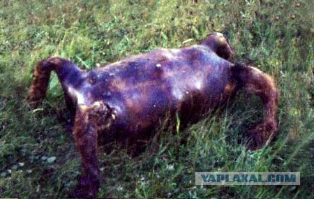 Отвратительно питательно