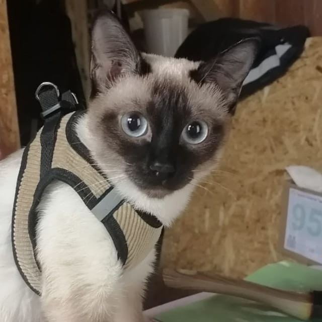 Коты, которые смирились со своей участью