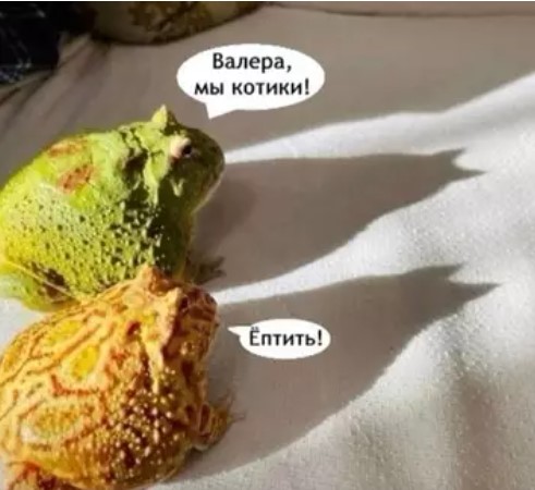 Котямбосы