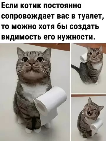 Подборка картинок-баянов с котиками и про котиков. Выпуск 34.