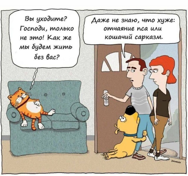 Как быстро кошка забываешь своего хозяина