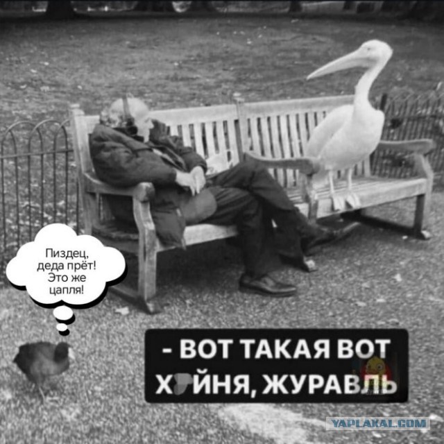 Картинки для деградации 238 (разной степени свежести)