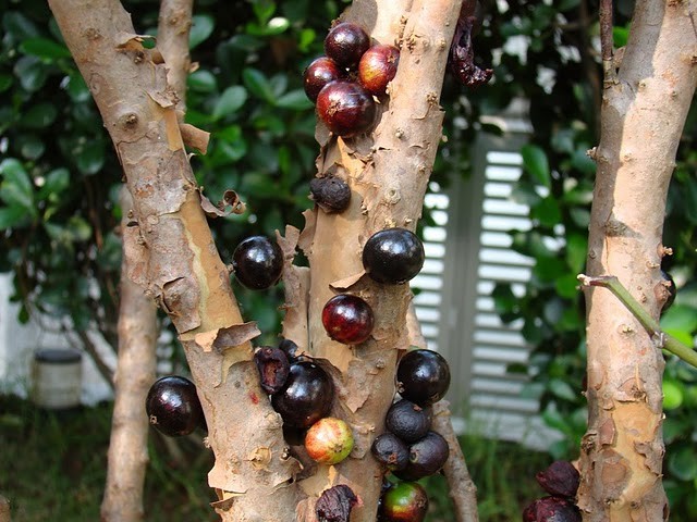 Джаботикаба - необычное фруктовое дерево