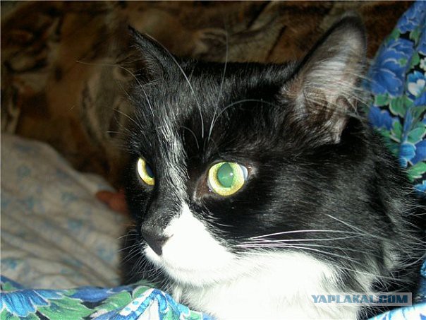 Сегодня, в подъезде моего дома...