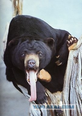 Книга рекордов Гиннесса 2011