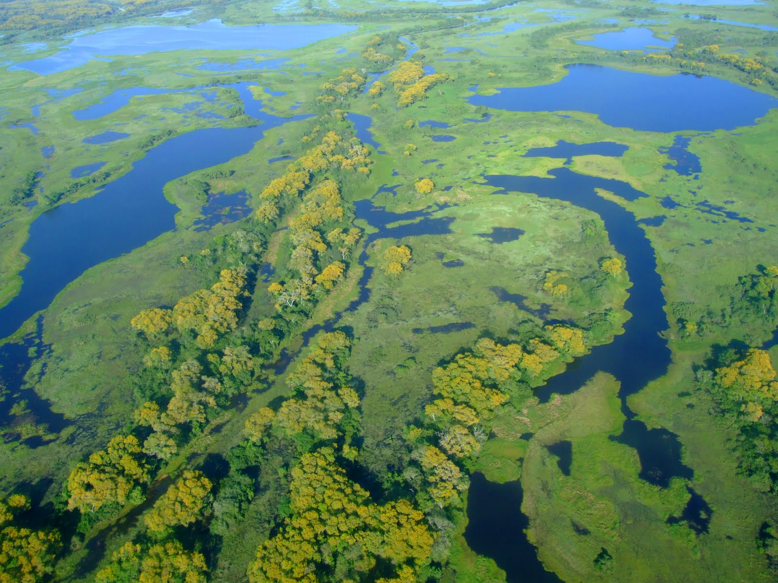 Сверху болото. Пантанал болото. Пантанал болото территория. Самое большое болото в мире Пантанал. Васюганские болота заповедник.