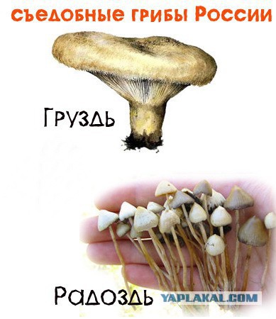 про грибы грузди
