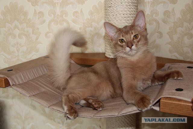 Котенок абиссина