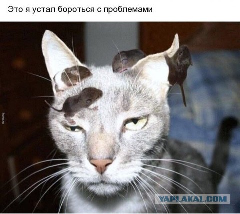Котовторнику посвящается.