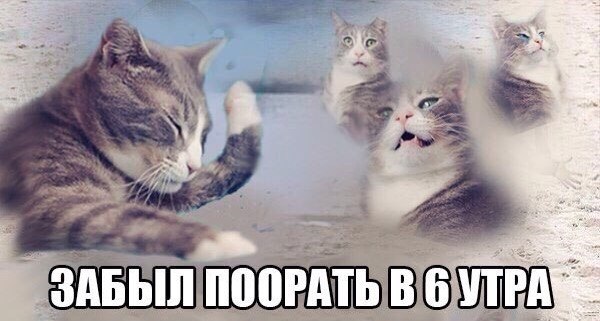 Веселости