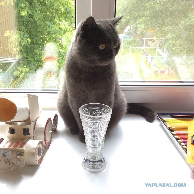 Котовторник
