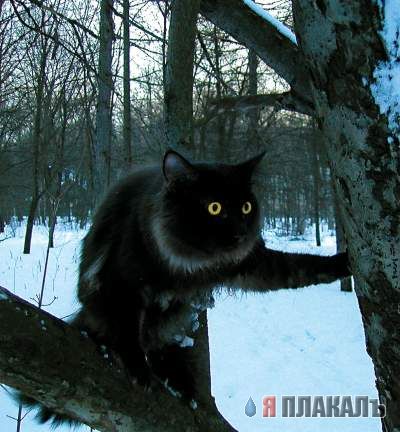 Прикольное зверье
