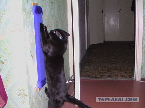 Котовторник