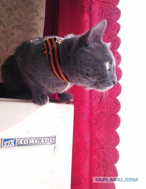 Котовторник 23.02.2016