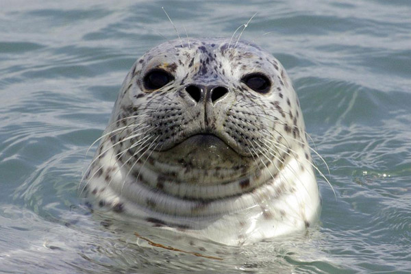 Картинки из сети (07.04.16)