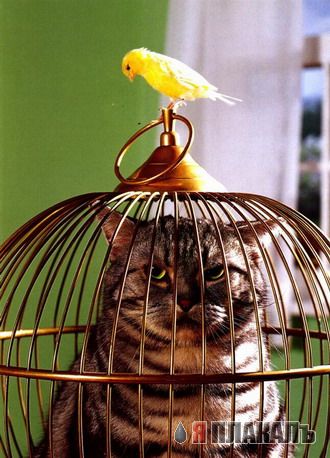 Котомет на вторник!
