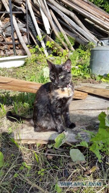 Котовторник. Алиса. Одно из лучших творений природы.