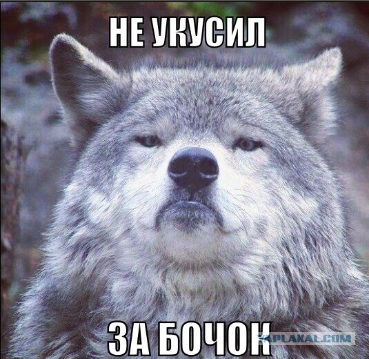 Убил волка охотившегося в городе.