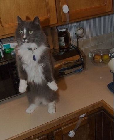 Коты из сети