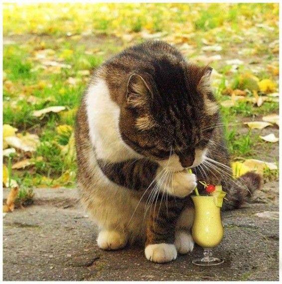 Коты из сети