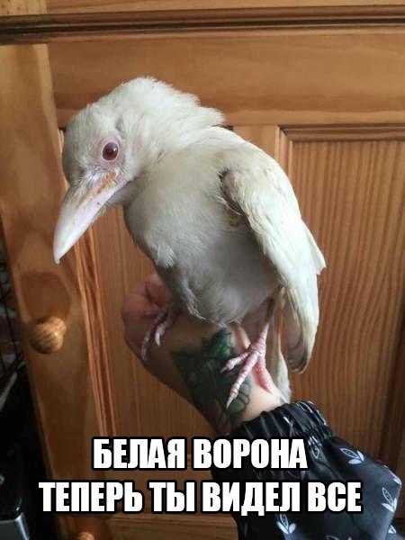 Набористый набор картинок