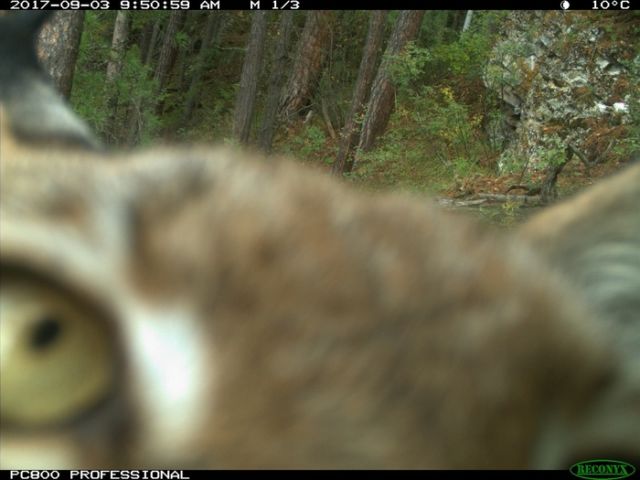 Рысь с детенышами попала в объектив лесной камеры