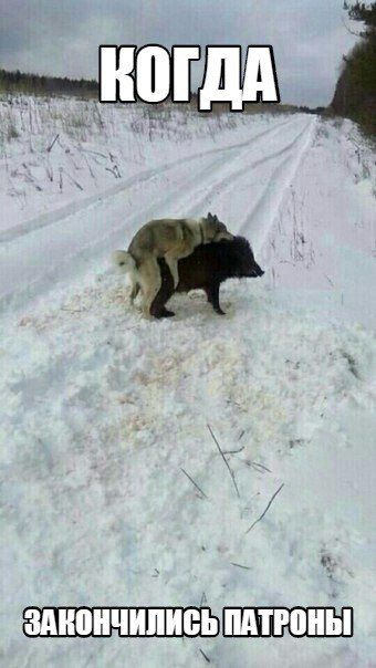 Тест на адекватность, в картинках