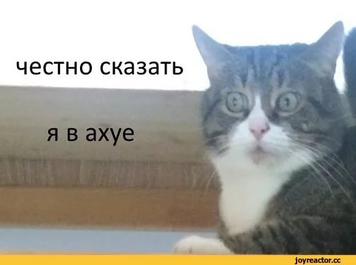 Когда красноречие прокачано минимум до 81-го уровня