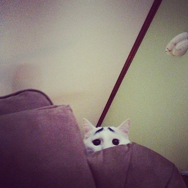 Немного милоты