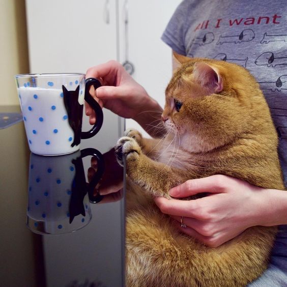 Прикольных котов пост