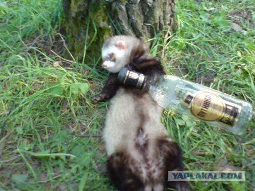 Постим хорьков в пятницу!