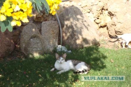 Котовторник?