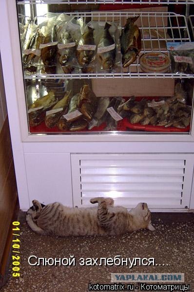 Сонный Котовторник