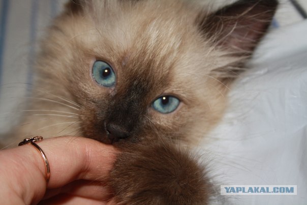 Котовторник (24. 01. 2012 )