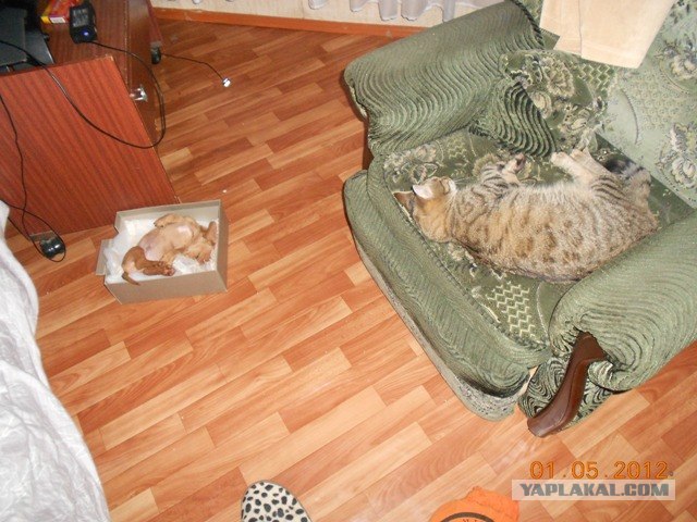 Котовторник 1 мая 2012