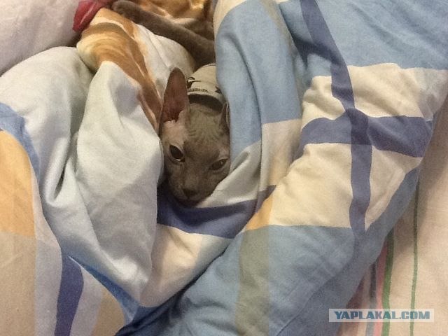 Котовторник   5.06.2012