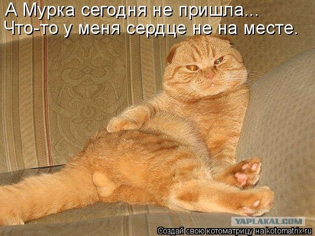 Вот вам кот!