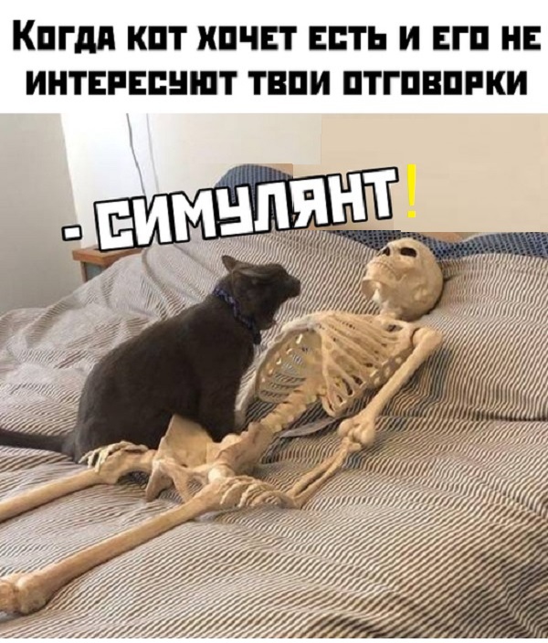 Картинки с котами и про котов