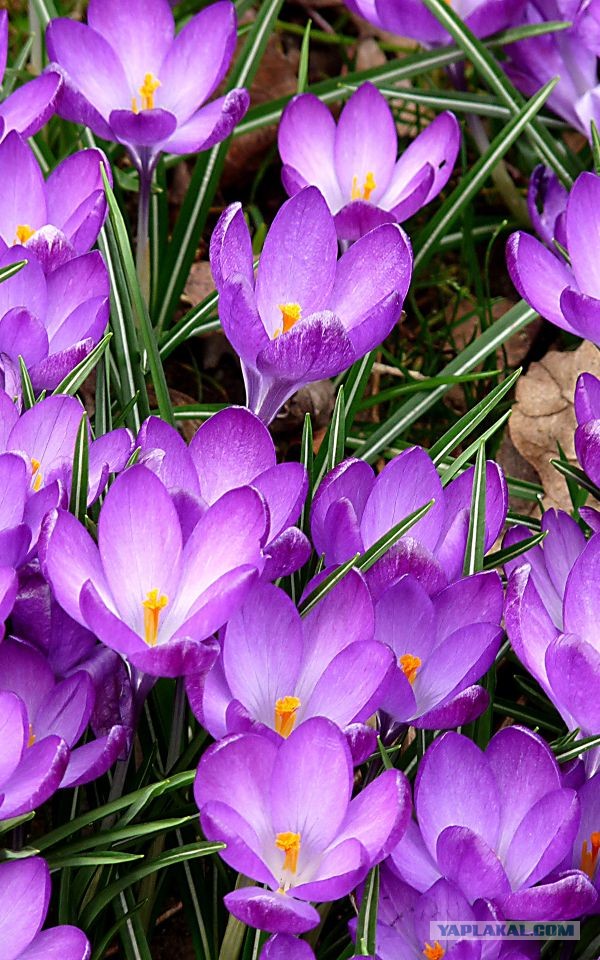 С днём рождения, Ati!