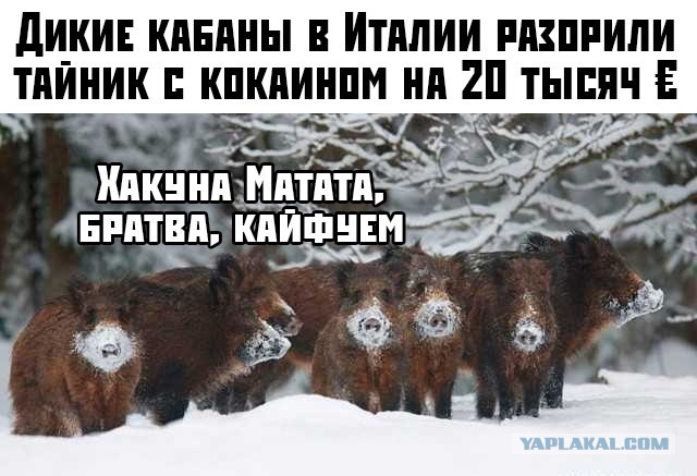 Лось-альбинос